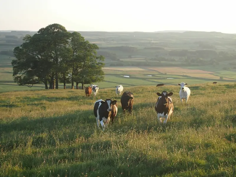 Animal Feed & Nutrition