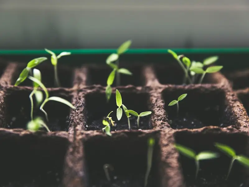 Seeds & Planting